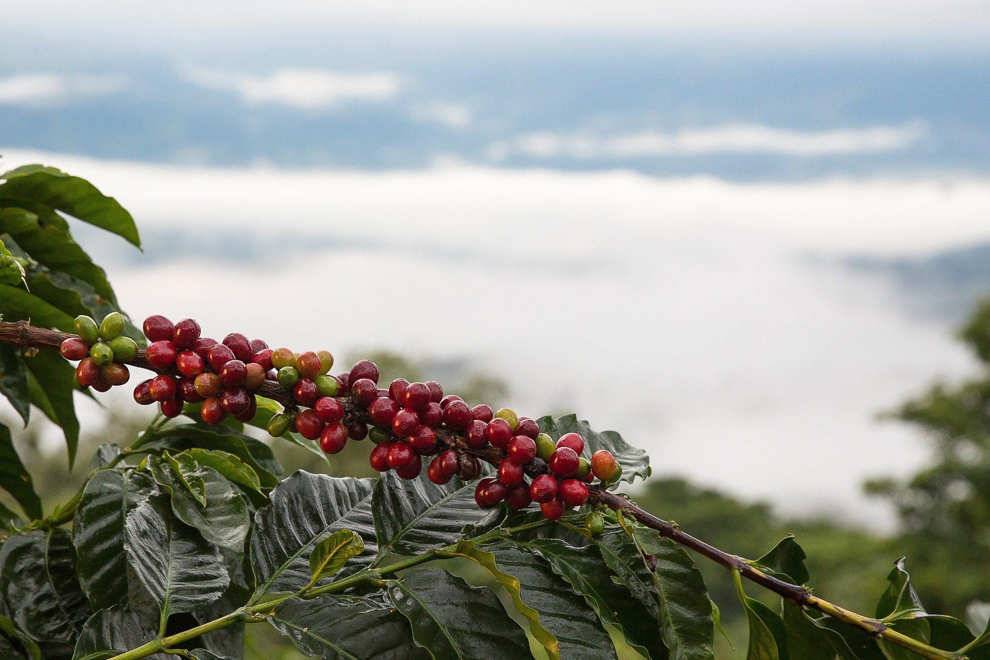 Costa_Rica_coffee_cherry+(4)